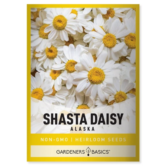 Alaska Shasta Daisy Seeds
