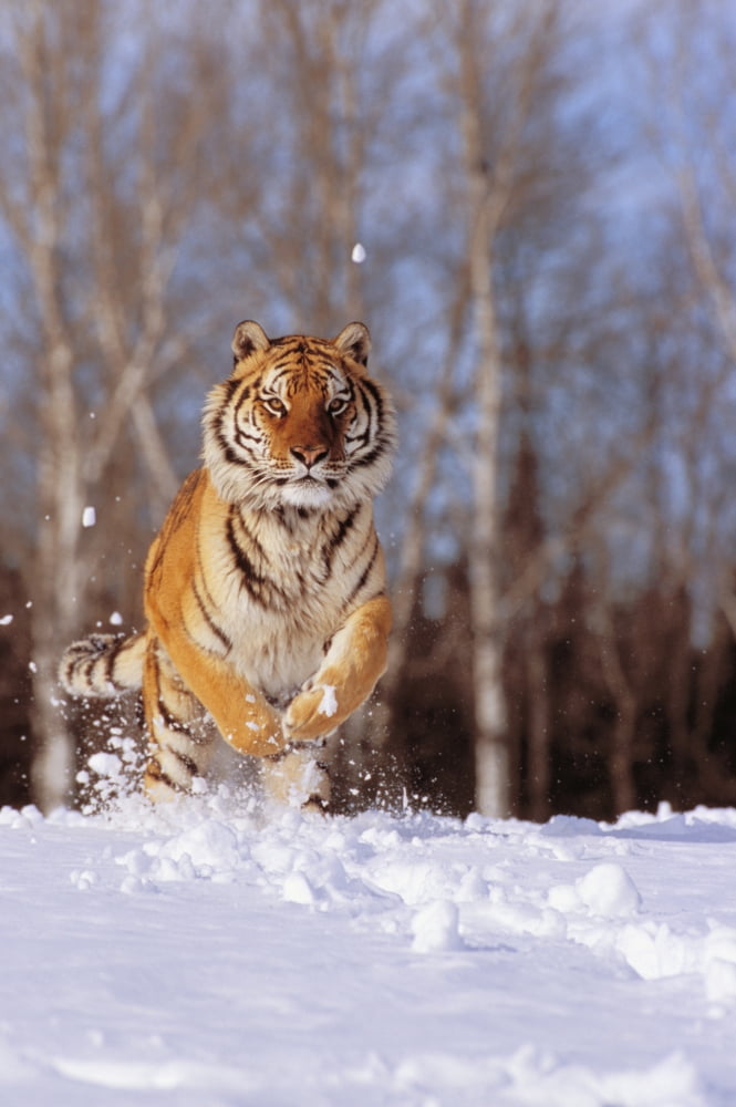 Alaska Siberian Tiger (Panthera Tigris Altaica) Charging Through Winter Snow Canvas Art - John Hyde Design Pics (11 x 17)