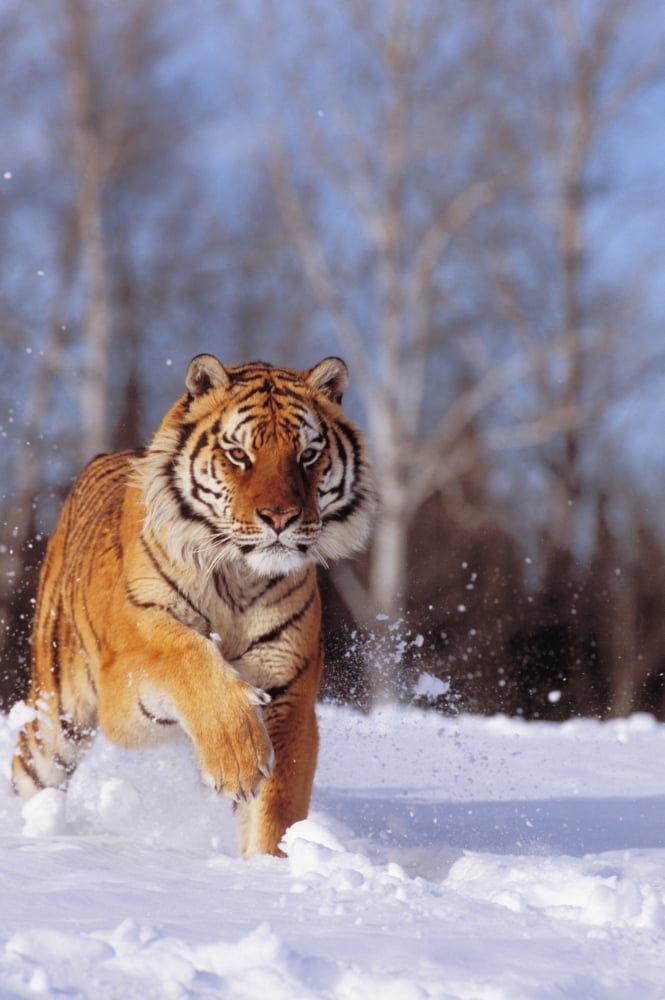 Alaska Siberian Tiger (Panthera Tigris Altaica) Charging Through Winter Snow Canvas Art - John Hyde Design Pics (22 x 34)