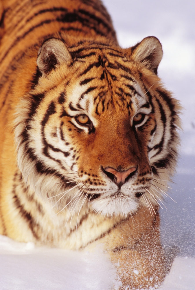 Alaska Siberian Tiger (Panthera Tigris Altaica) Stalking Prey In Deep Winter Snow Canvas Art - John Hyde Design Pics (22 x 34)