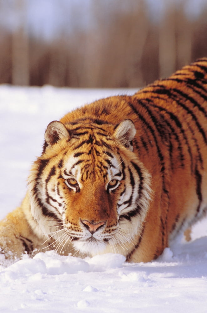 Alaska Siberian Tiger (Panthera Tigris Altaica) Stalking Prey In Deep Winter Snow Canvas Art - John Hyde  Design Pics (22 x 34)