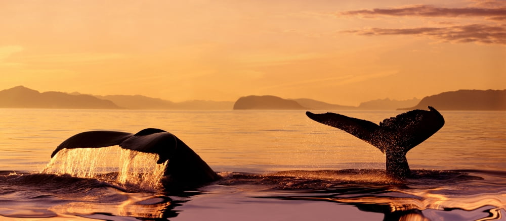 Alaska Stephens Passage Two Humpback Whale (Megaptera Novaeangliae) Flukes Close-Up Misty Orange Sunset Sky Raised As Submerging Inside Passage Canvas Art - John Hyde  Design Pics (44 x 20)
