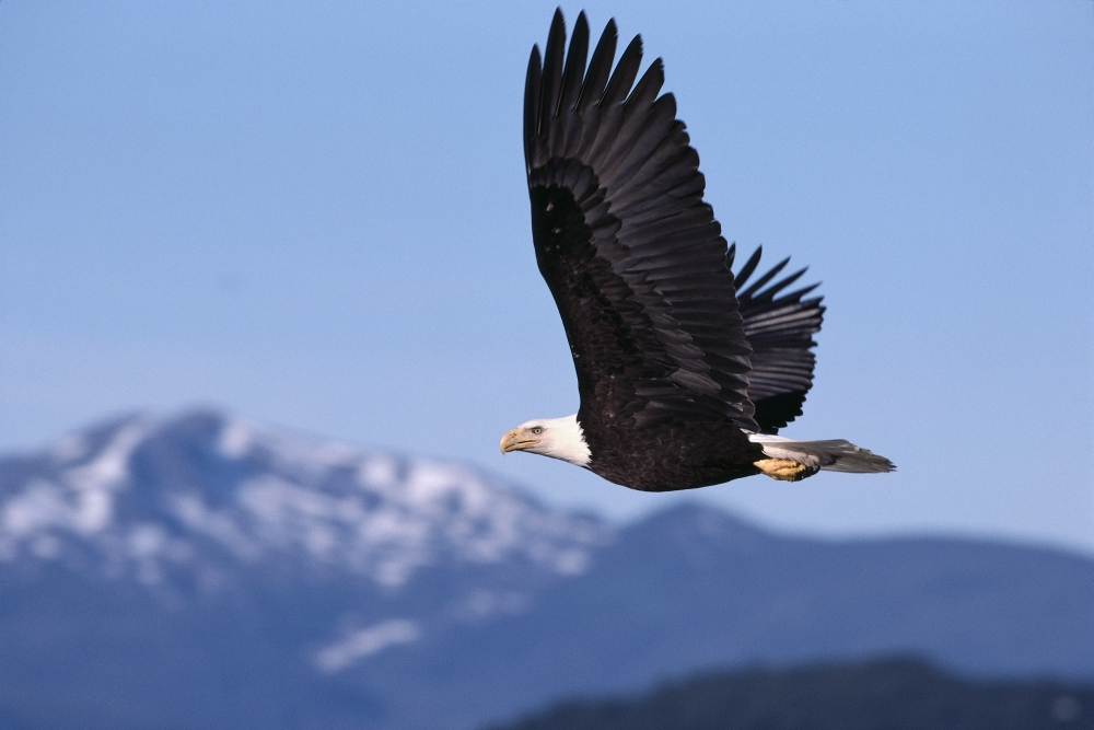 Alaska Tongass National Forest Bald Eagle In Flight Gray Sky Mountains Distance (Haliaeetus Leucocephalus) A52E Canvas Art - John Hyde Design Pics (38 x 24)
