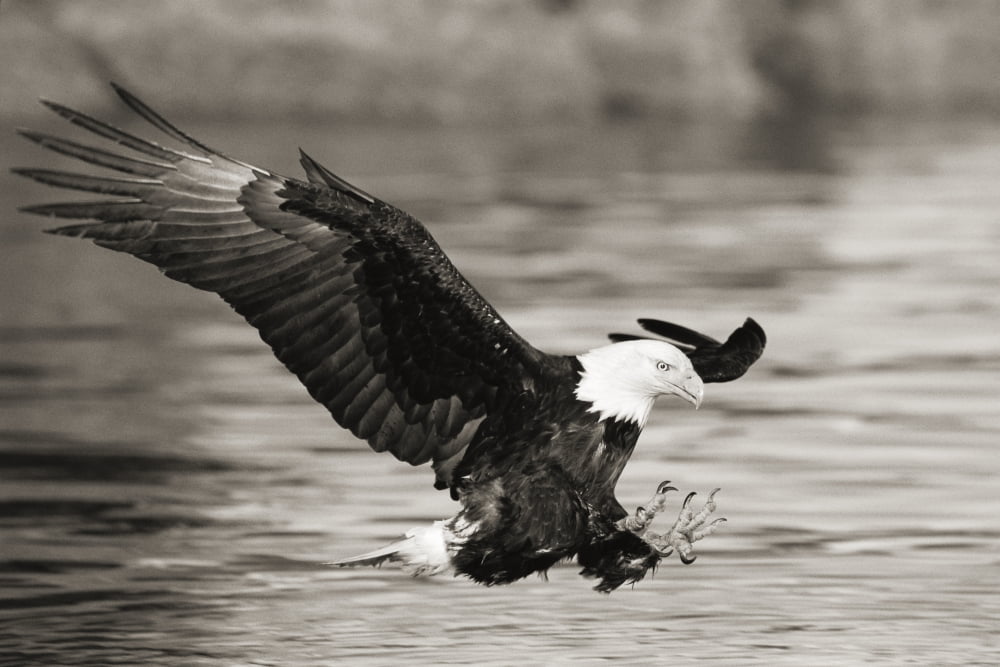 Alaska Tongass National Forest Bald Eagle hunting herring along shoreline (black and white photograph) Canvas Art - John Hyde Design Pics (18 x 12)