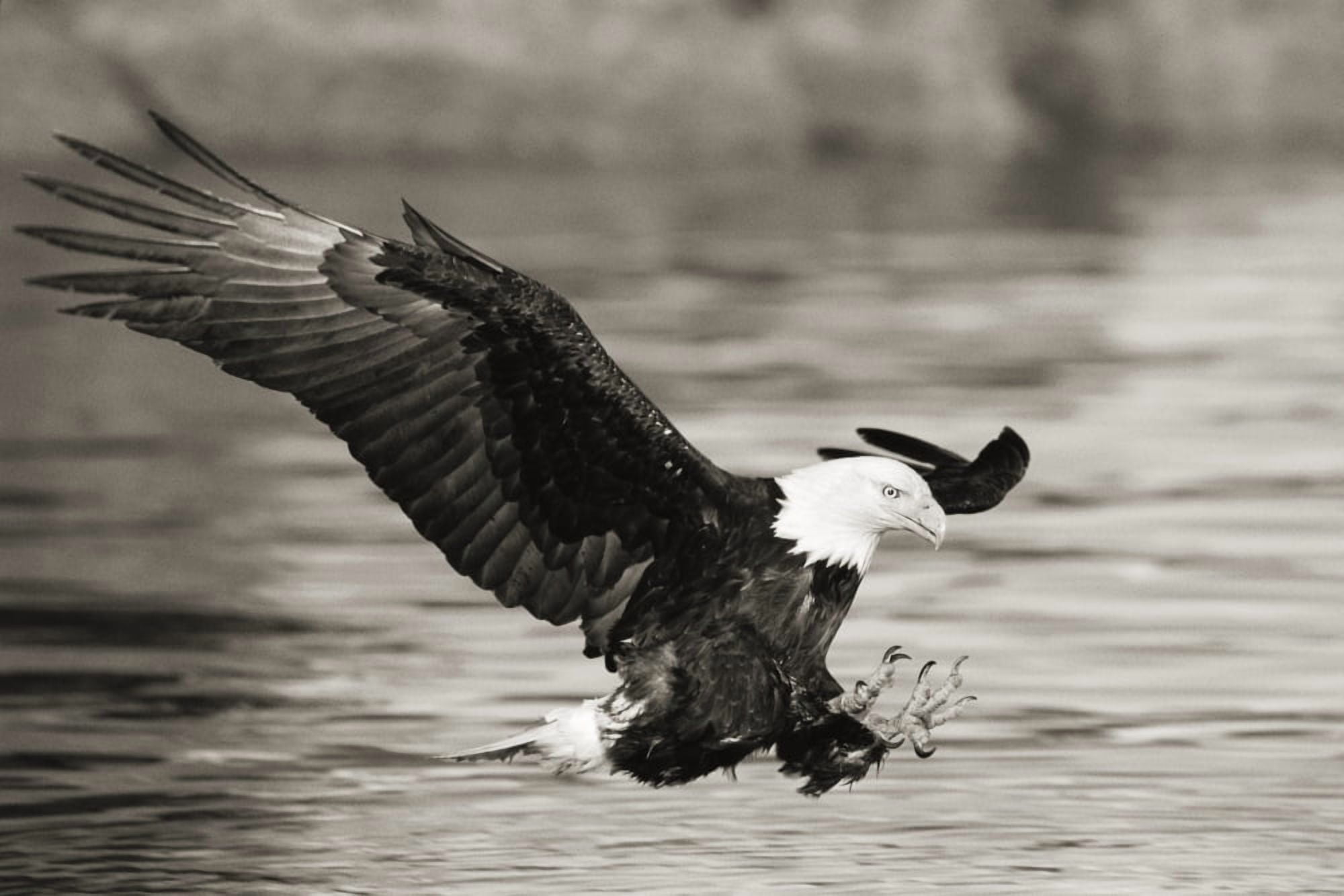 Alaska Tongass National Forest Bald Eagle hunting herring along shoreline (black and white photograph) Canvas Art - John Hyde Design Pics (36 x 24)