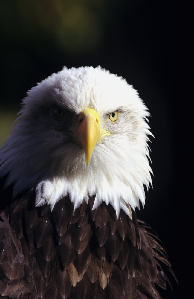 Alaska Tongass National Forest Closeup Of Bald Eagle (Haliaeetus Leucocephalus) Canvas Art - John Hyde Design Pics (11 x 17)