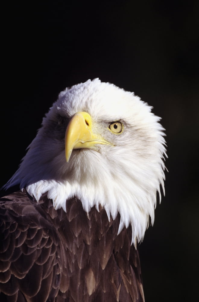 Alaska Tongass National Forest Closeup Of Bald Eagle (Haliaeetus Leucocephalus) Canvas Art - John Hyde Design Pics (22 x 34)