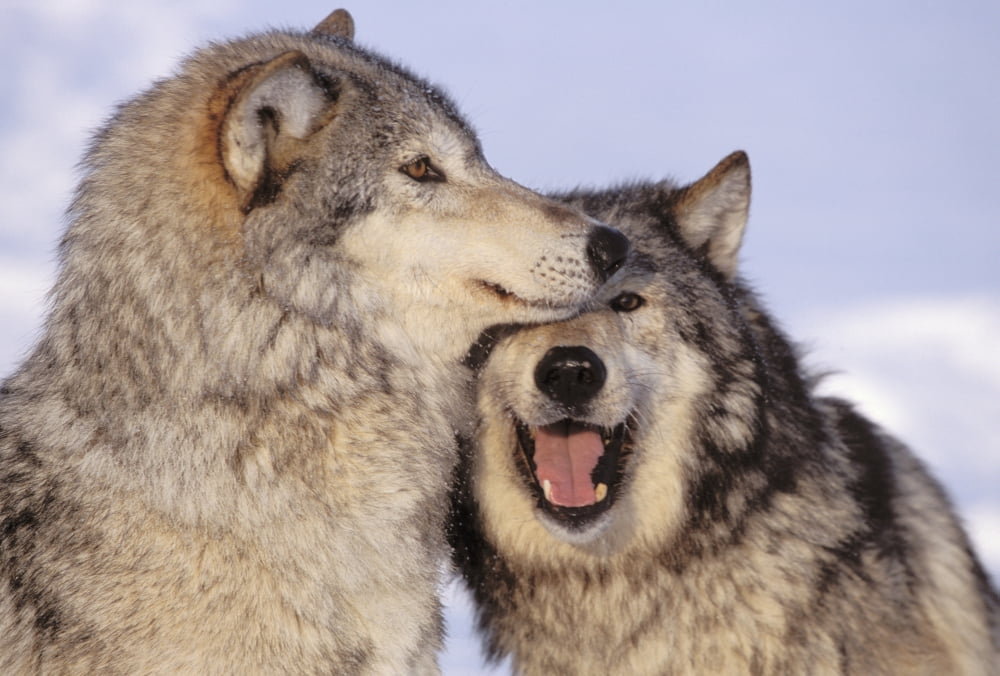 Alaska Two Gray Wolves At The Forests Edge Canvas Art - John Hyde Design Pics (17 x 11)