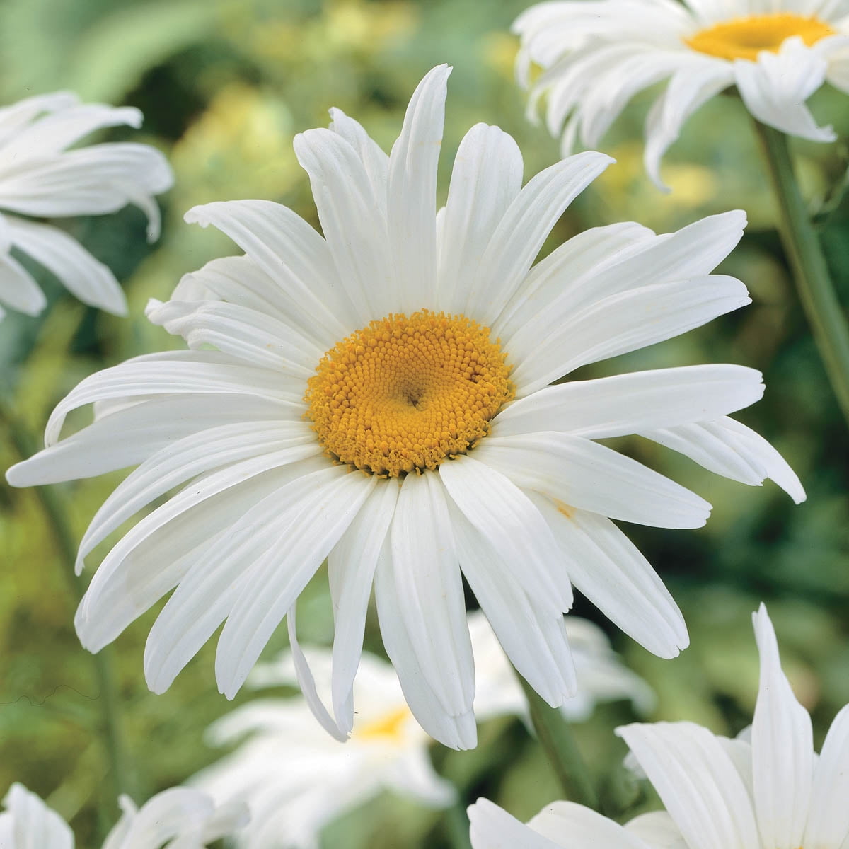 Alaska White Flowering Shasta Daisy Dormant Bare Root Perennial Starter Plant - 1 starter plant per offer