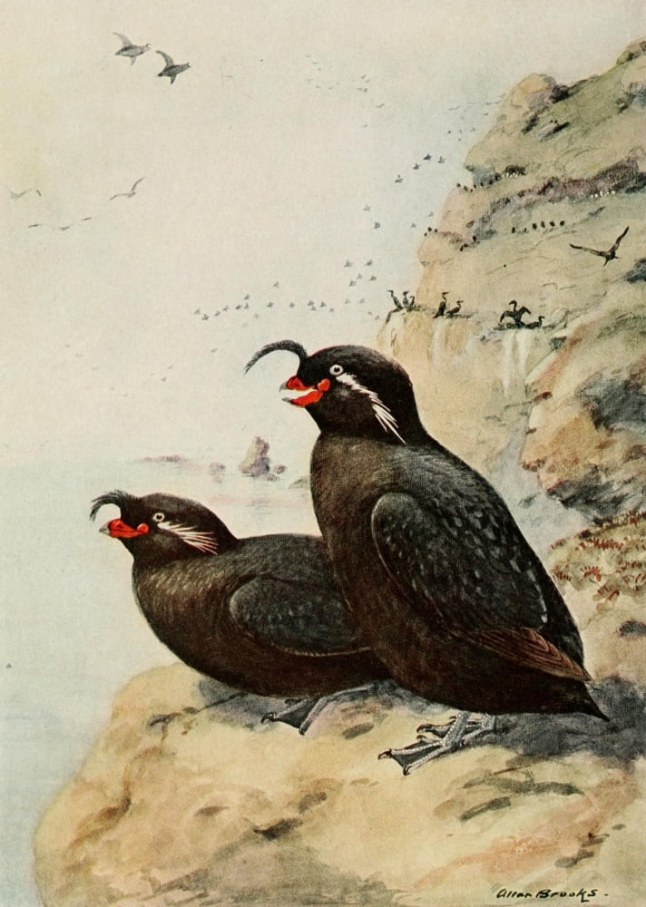 Alaskan Bird-Life 1914 Crested Auklet Canvas Art - A Brooks (18 x 24)
