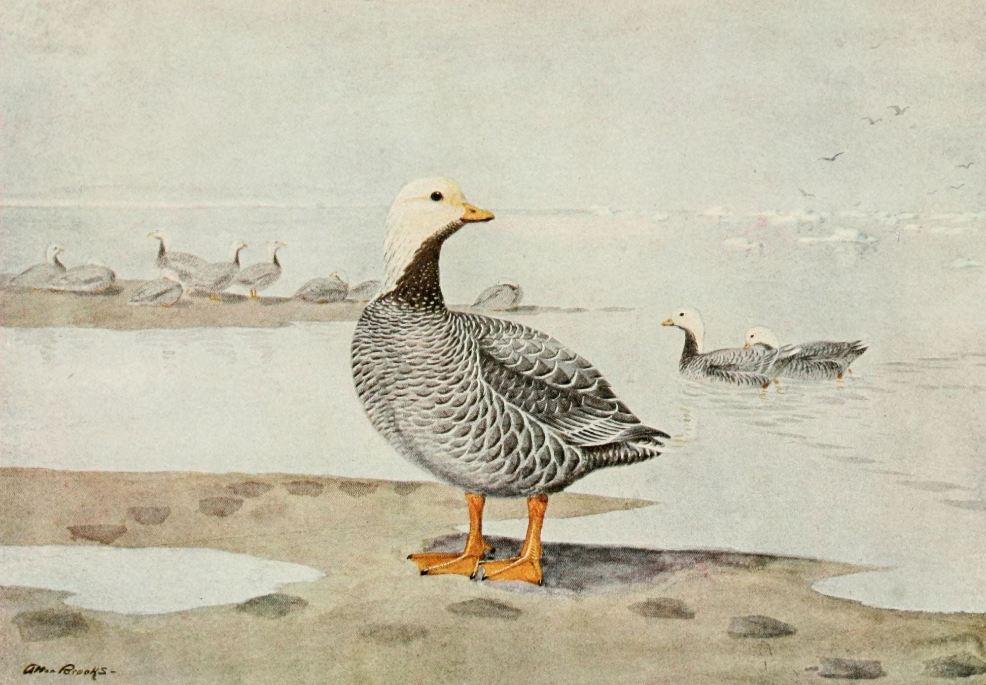 Alaskan Bird-Life 1914 Emperor Goose Canvas Art - A Brooks (18 x 24)