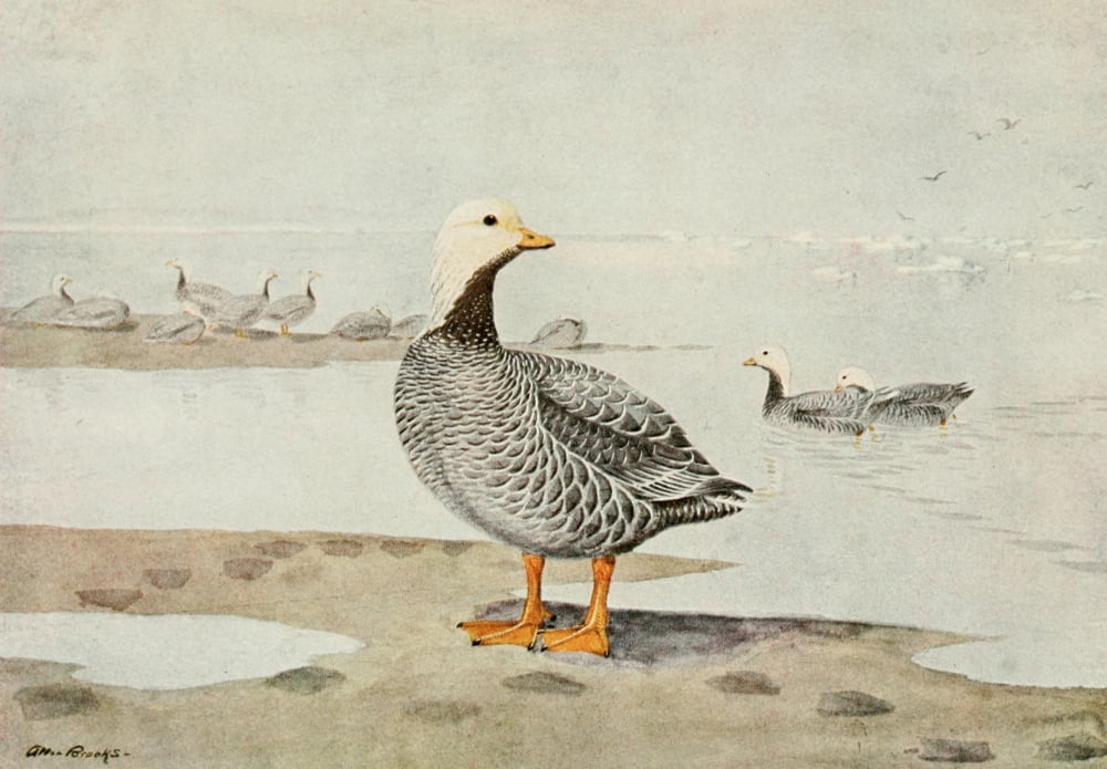 Alaskan Bird-Life 1914 Emperor Goose Canvas Art - A Brooks (24 x 36)