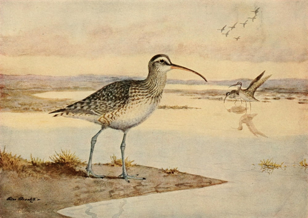 Alaskan Bird-Life 1914 Hudsonian Curlew Canvas Art - A Brooks (24 x 36)