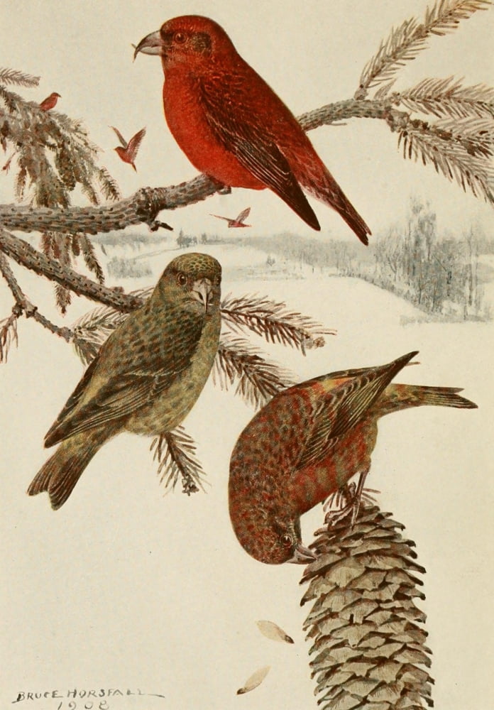 Alaskan Bird-Life 1914 Red Crossbill Canvas Art - RB Horsfall (24 x 36)