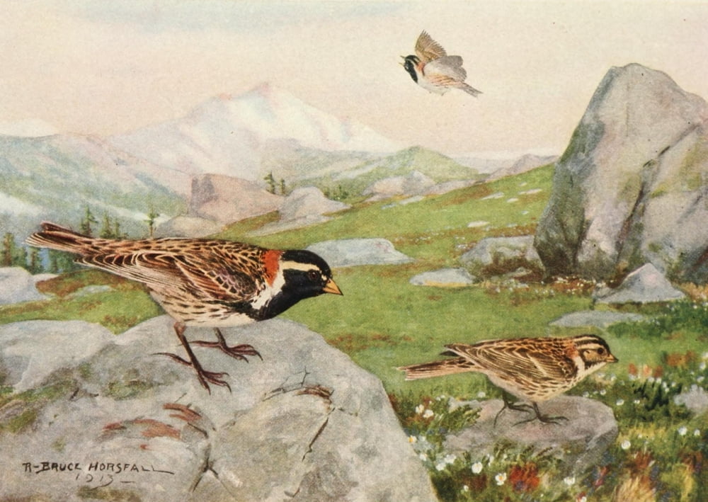 Alaskan Bird-life 1914 Alaskan Longspur Canvas Art - RB Horsfall (24 x 36)