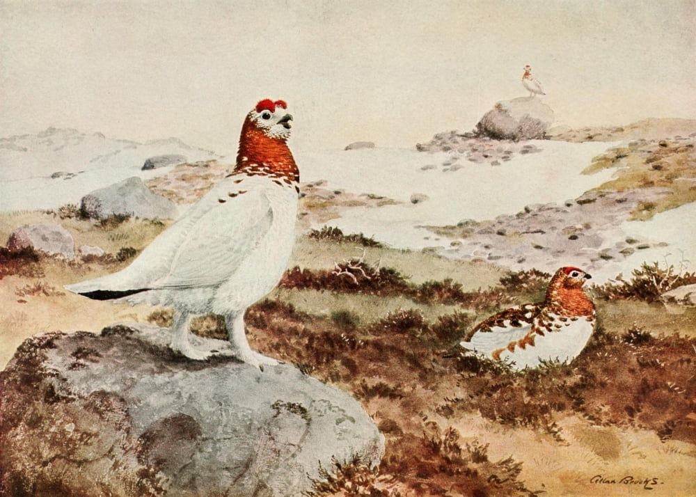Alaskan Bird-life 1914 Willow Ptarmigan Canvas Art - A Brooks (24 x 36)