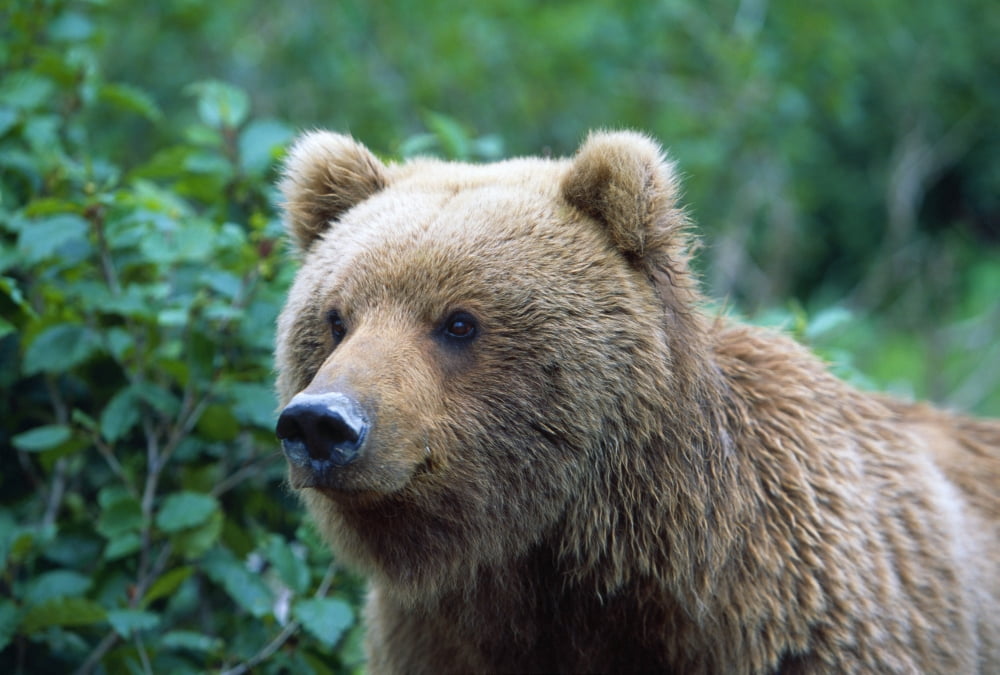 Alaskan Brown Bear Canvas Art - Natural Selection David Ponton Design Pics (36 x 24)