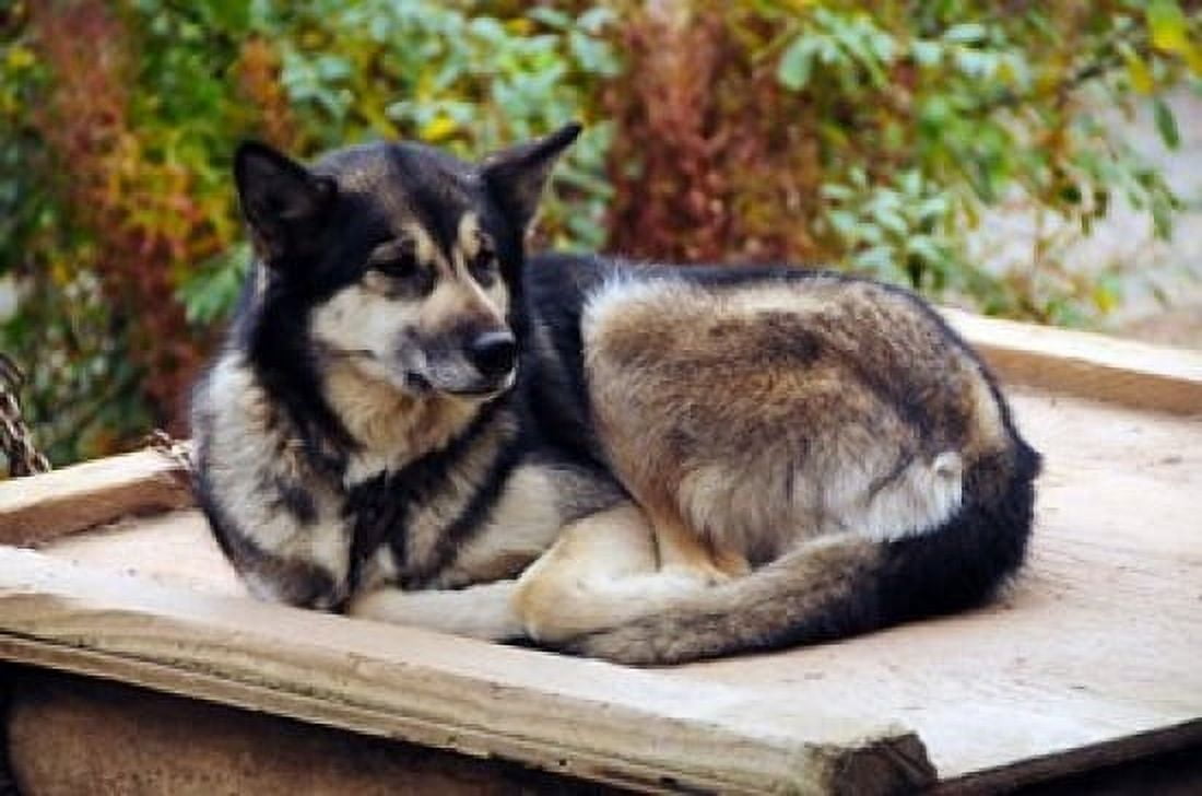 Alaskan Husky dog Denali Park Alaska USA Canvas Art - Michel Hersen DanitaDelimont (29 x 19)