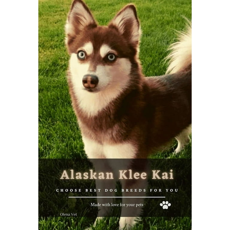 Alaskan Klee Kai Dog Breed Pictures, 1