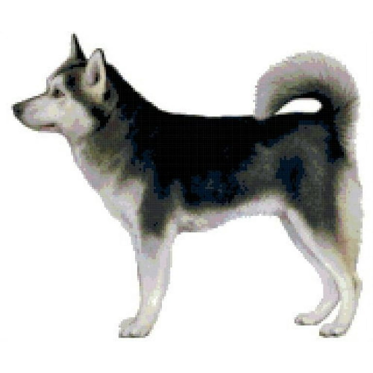 Alaskan Klee Kai Dog Breed Pictures, 1
