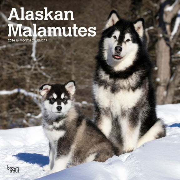 Alaskan Malamutes | 2026 12x24" (Hanging) Wall Calendar | Plastic-Free | BrownTrout