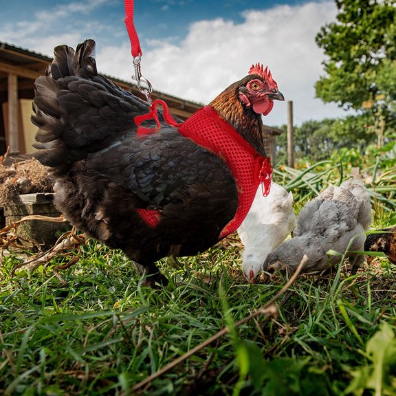 Alasum Assorted Color Hen Traction Rope for Pet Use Premium Cloth Chicken Harness Convenient Lightweight Design