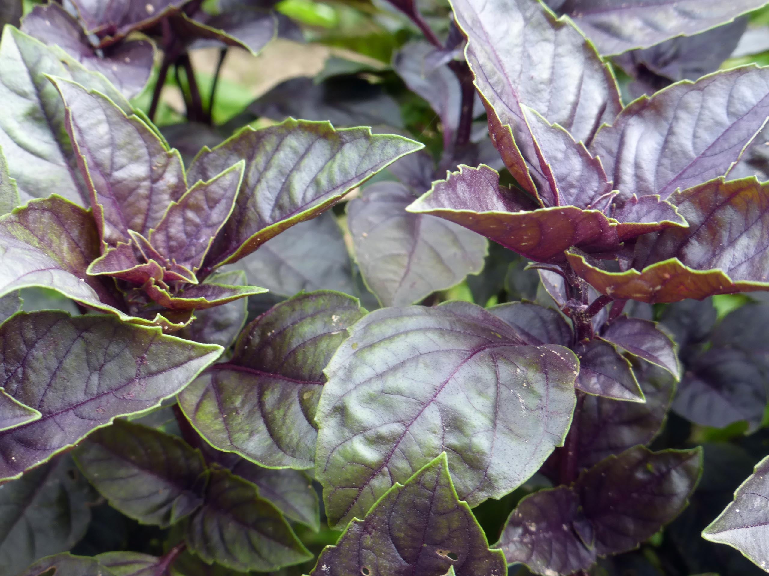 Basil "Genovese" Organic Seeds