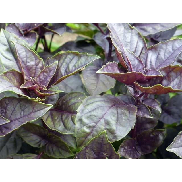 Albahaca Morada / Dark Purple Basil