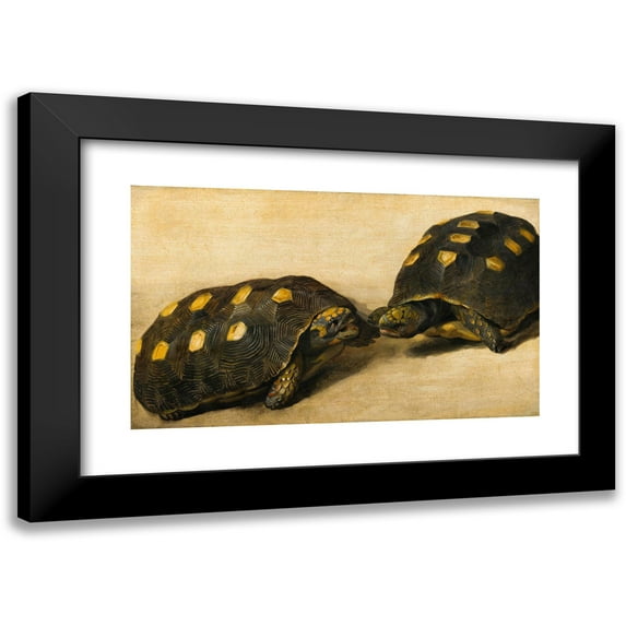 Albert Eckhout 14x10 Black Modern Framed Museum Art Print Titled - Study of Two Brazilian Tortoises (C. 1640)