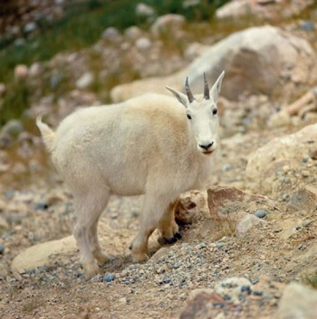 Alberta Banff NP Rocky Mountain goat Canvas Art - Ric Ergenbright DanitaDelimont (23 x 23)