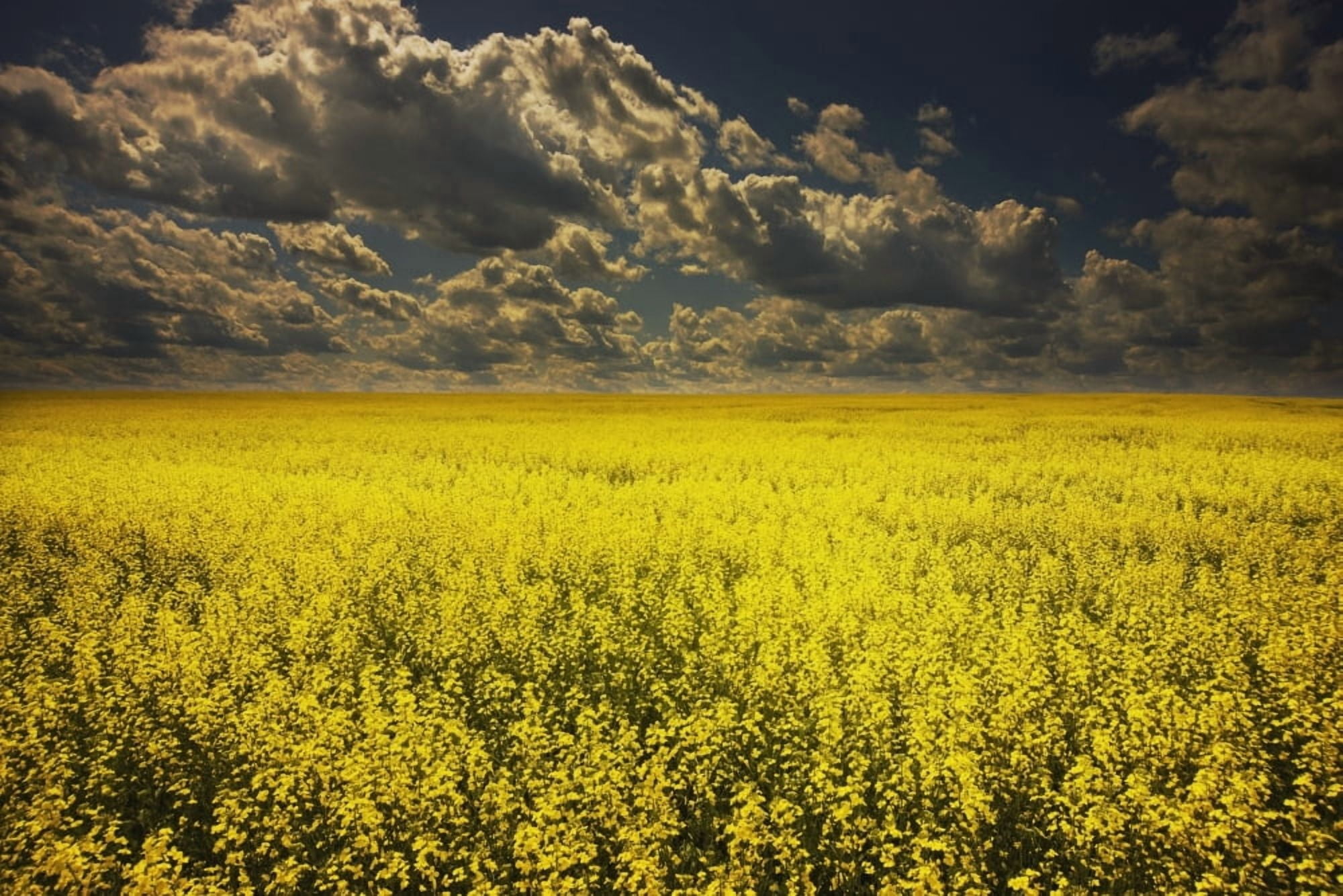 Alberta Canada A Canola Field Under Clouds Canvas Art - Darren Greenwood Design Pics (19 x 12)
