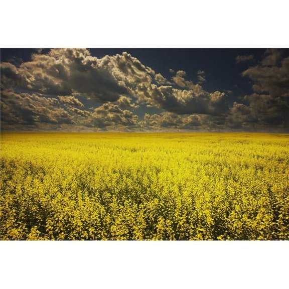 Alberta - Canada - A Canola Field Under Clouds Poster Print - 38 x 24 - Large
