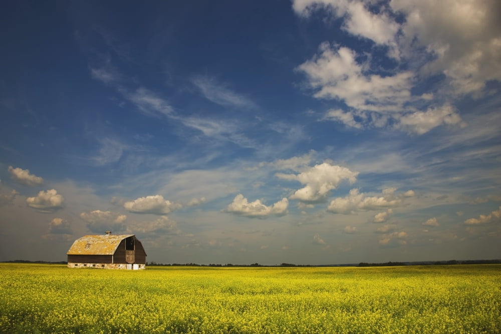 Alberta Canada An Old Barn In A Field Canvas Art - Darren Greenwood Design Pics (19 x 12)