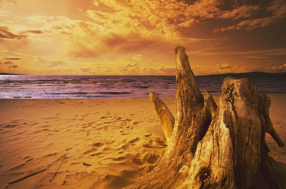 Alberta Canada Driftwood On A Beach At Sunset Canvas Art - Darren Greenwood Design Pics (19 x 12)