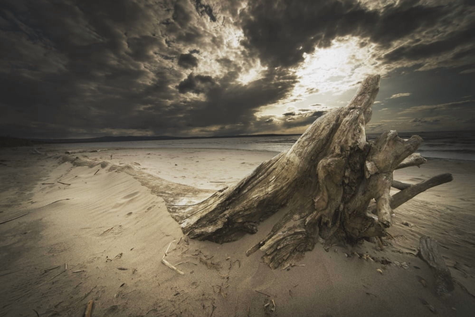 Alberta Canada Driftwood On The Beach Canvas Art - Darren Greenwood Design Pics (19 x 12)
