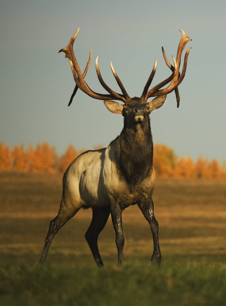 Alberta Canada Elk (Cervus Canadensis) Canvas Art - Darren Greenwood Design Pics (26 x 36)