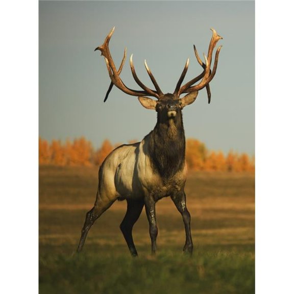 Alberta, Canada - Elk Cervus Canadensis Poster Print, 26 x 36 - Large