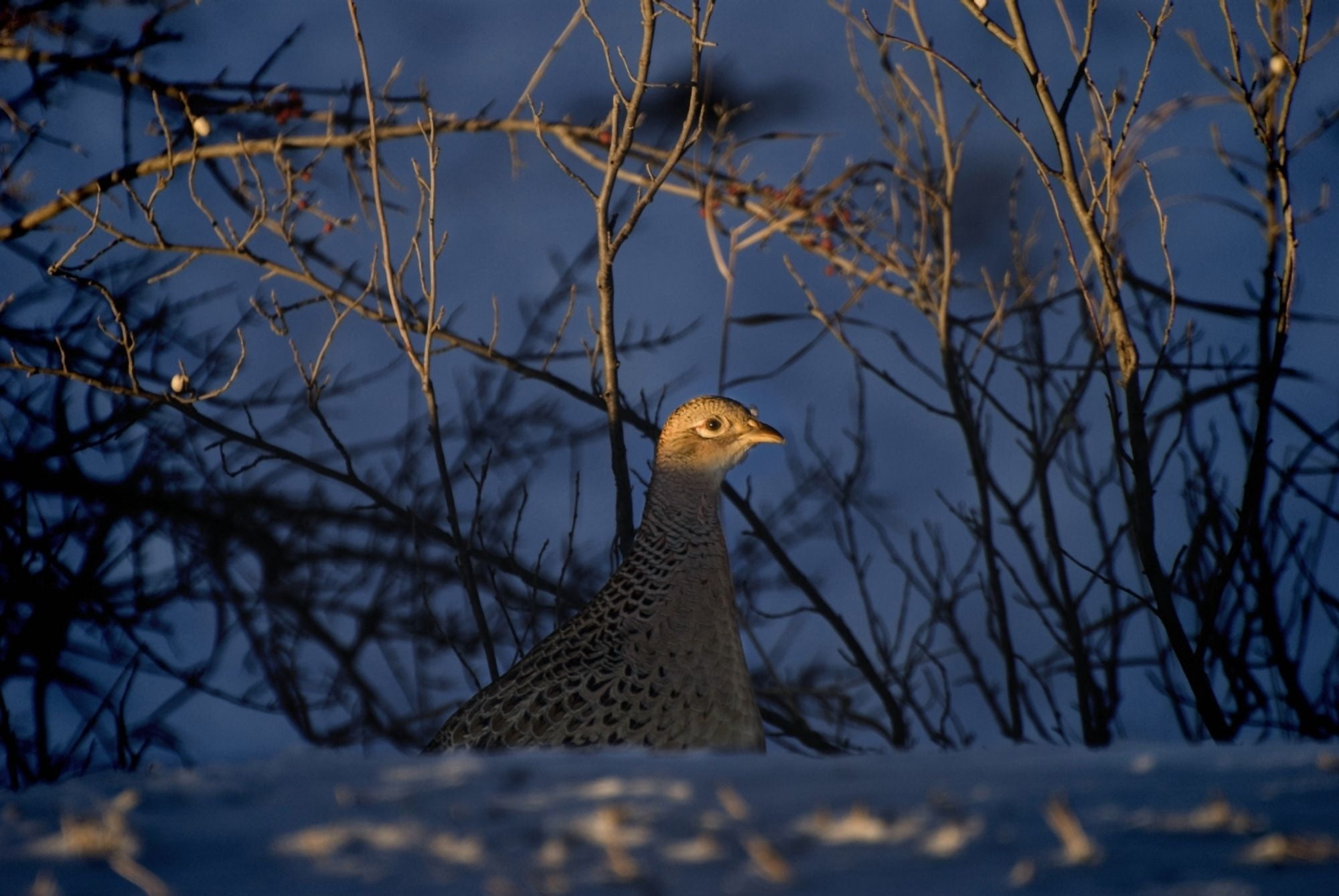 Alberta Canada Female Ring-Necked Pheasant Canvas Art - Philippe Widling Design Pics (34 x 22)
