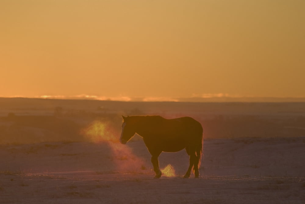 Alberta Canada Horse At Sunset Canvas Art - Philippe Widling Design Pics (17 x 11)