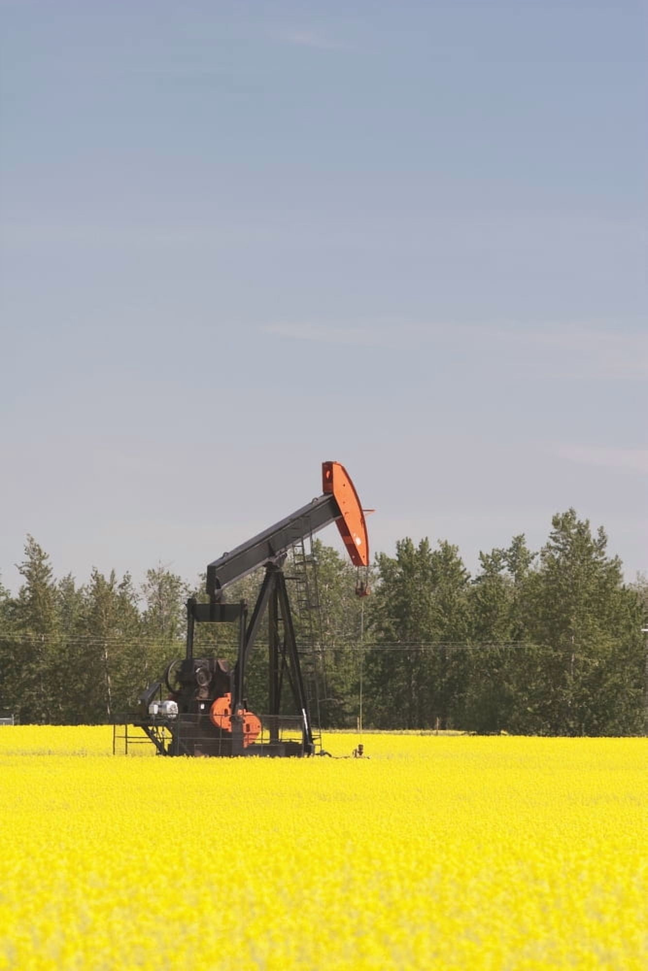 Alberta Canada Pump Jack In A Flowering Canola Field Canvas Art - Michael Interisano Design Pics (24 x 38)