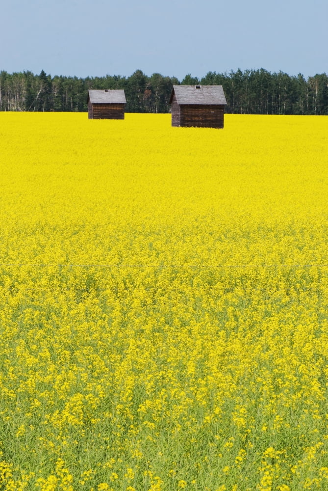 Alberta Canada Two Wooden Shacks In A Canola Field Canvas Art - John Kroetch Design Pics (12 x 19)