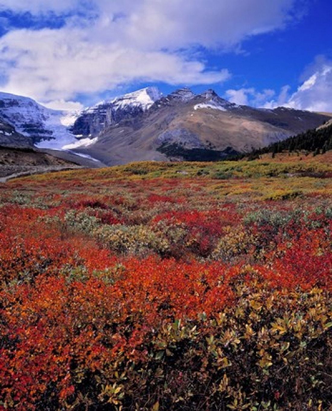 Alberta Columbia Icefields Huckleberry meadows Canvas Art - Ric Ergenbright DanitaDelimont (21 x 26)