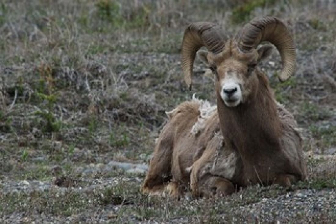 Alberta Columbia Icefields Parkway bighorn sheep Canvas Art - Alison Jones DanitaDelimont (36 x 24)