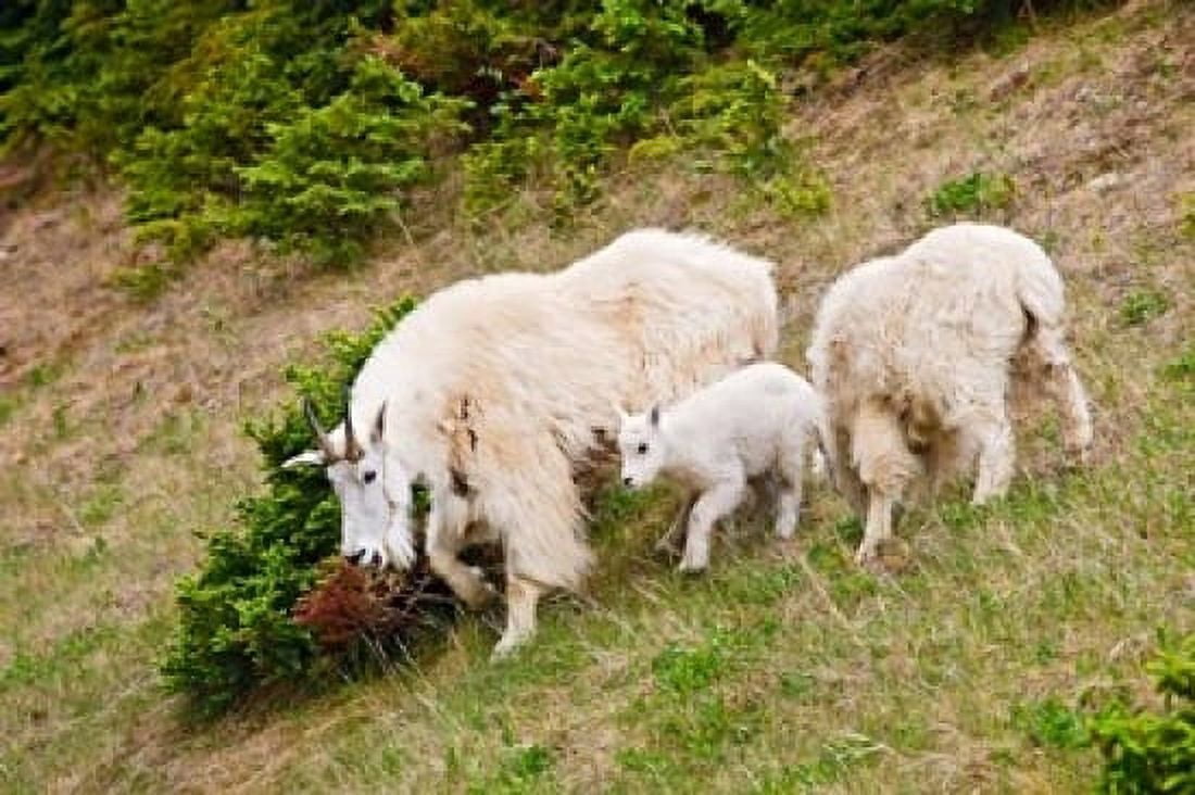 Alberta Jasper NP Mountain Goat wildlife Canvas Art - Larry Ditto DanitaDelimont (36 x 24)