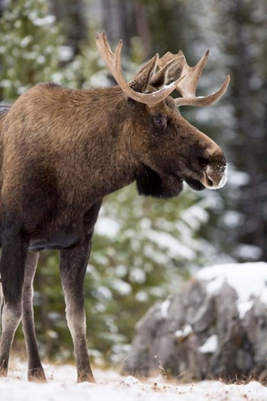 Alberta Jasper National Park Bull Moose wildlife Canvas Art - Rebecca Jackrel DanitaDelimont (19 x 29)