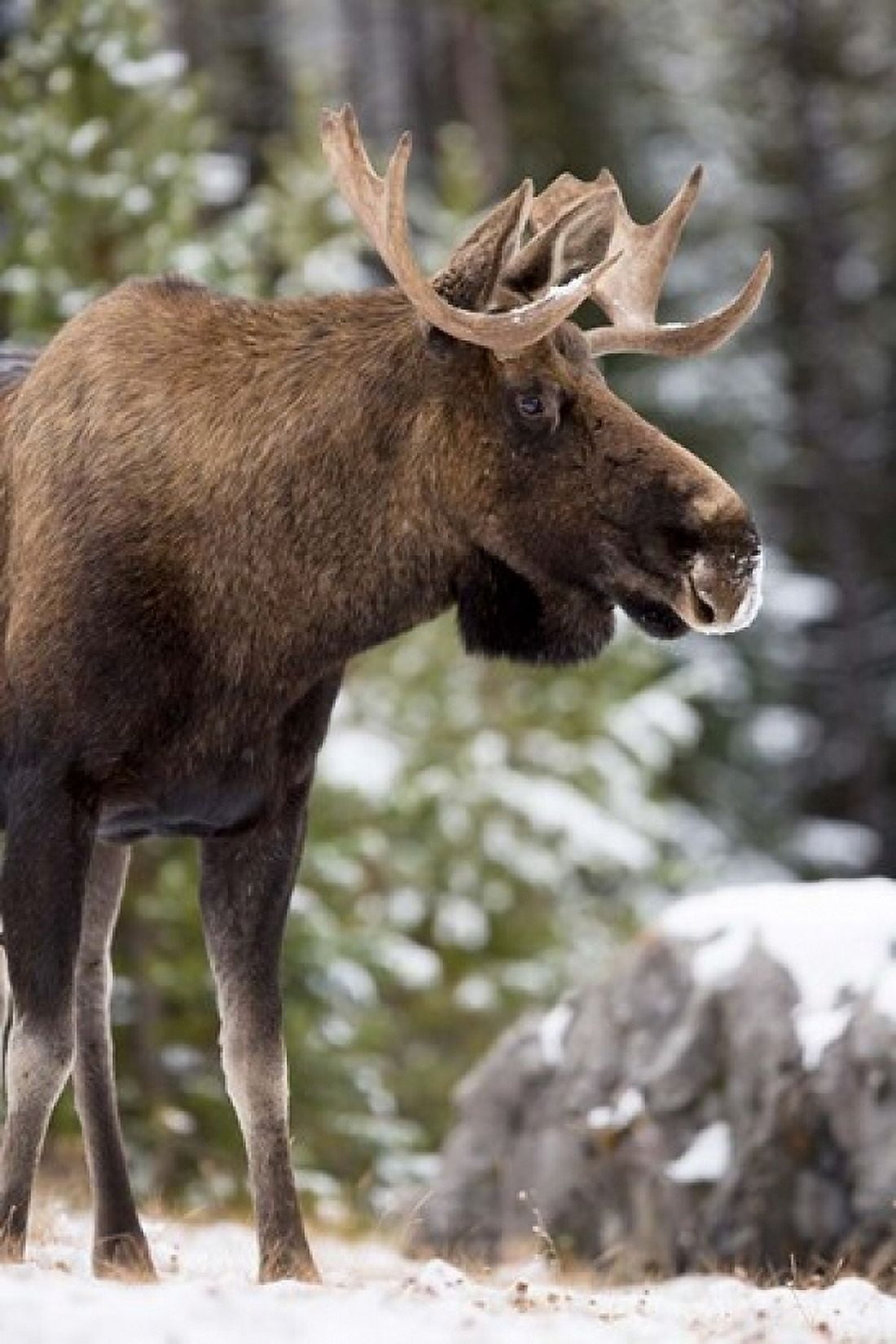 Alberta Jasper National Park Bull Moose wildlife Canvas Art - Rebecca Jackrel DanitaDelimont (24 x 36)