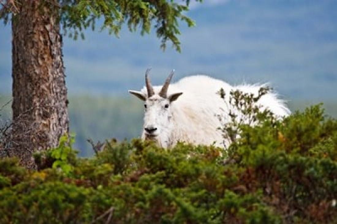 Alberta Jasper National Park Mountain Goat wildlife Canvas Art - Larry Ditto DanitaDelimont (36 x 24)