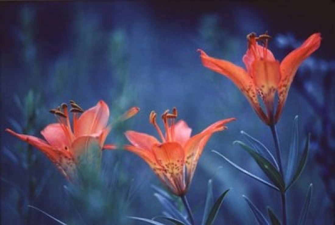 Alberta Jasper National Park Wood lily flowers Canvas Art - Jaynes Gallery DanitaDelimont (27 x 18)