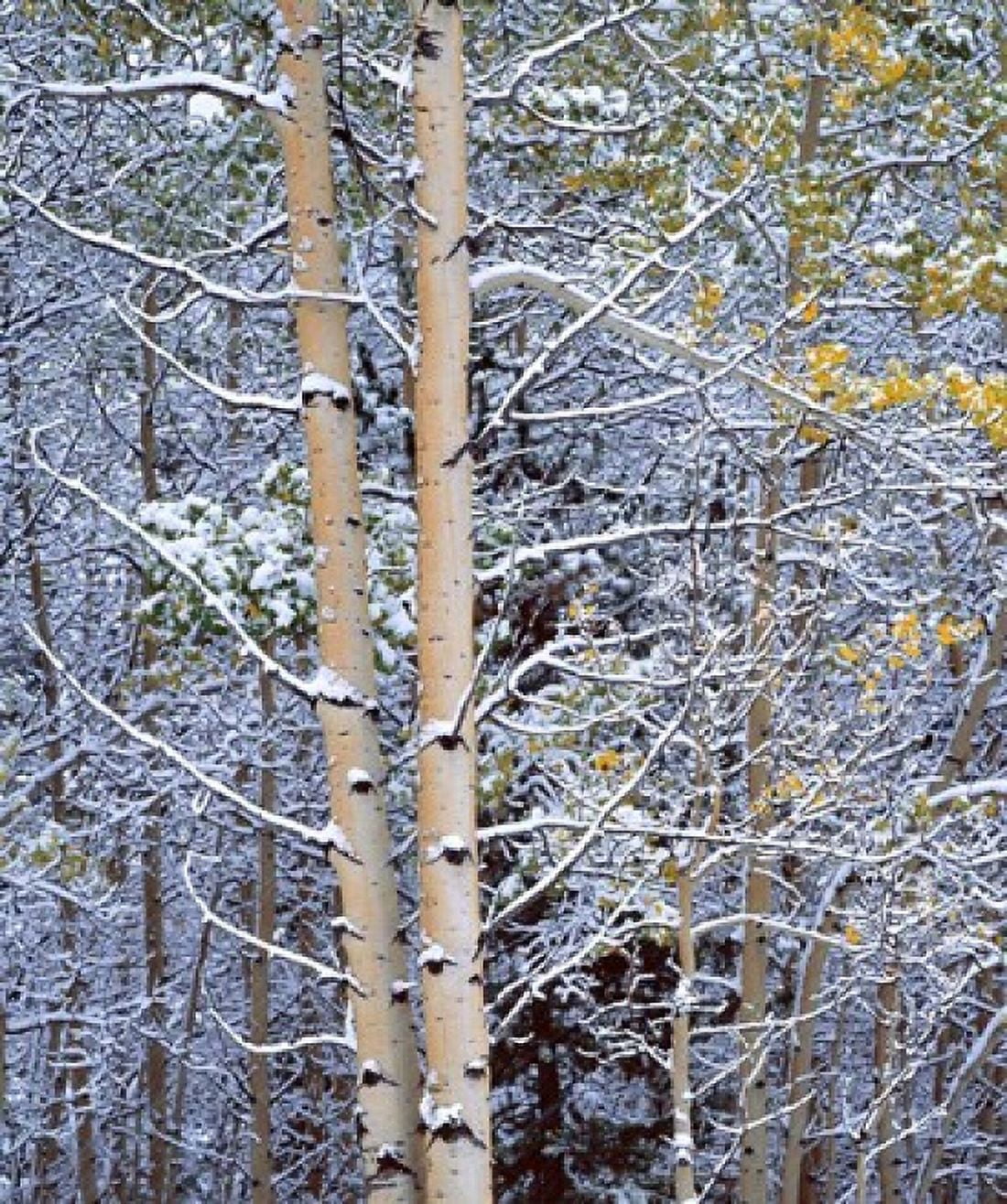Alberta Peter Lougheed PP Aspen trees in snow Canvas Art - Ric Ergenbright DanitaDelimont (22 x 26)