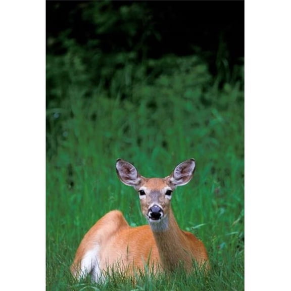 Alberta Waterton Lakes Mule Deer Wildlife Poster Print by Todd Gustafson - 18 x 26 in.